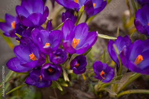  luxurious first spring flowers in the forest bright purple crocuses with orange pestles