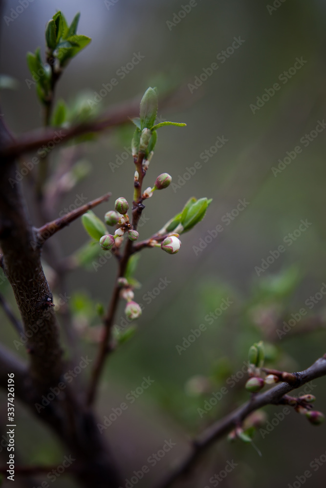 delicate white buds on cherry tree branches on a dark background delicate white buds on cherry tree branches on a dark background