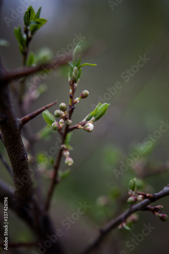 delicate white buds on cherry tree branches on a dark background © KseniyaK