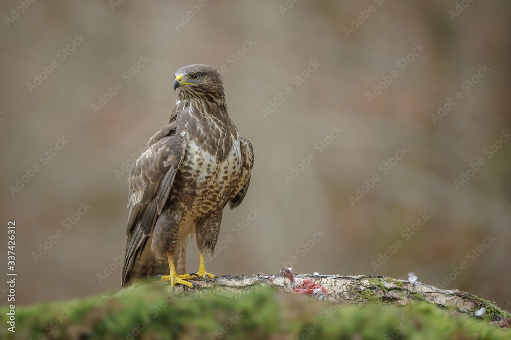 Adult common buzzard Adult common buzzard
