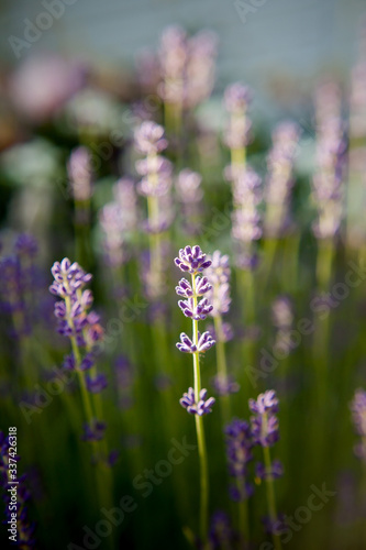  blooming lavender in the morning backlight