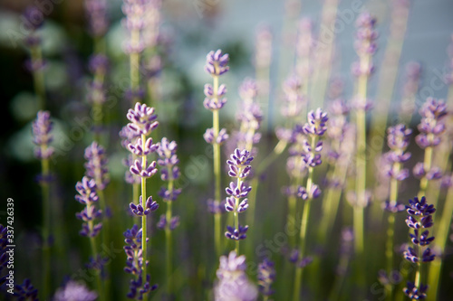  blooming lavender in the morning backlight