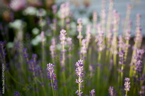  blooming lavender in the morning backlight