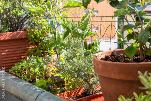 balcony gardening fresh and organic vegetables