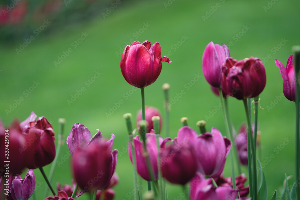 Spring Flowers British Columbia Canada