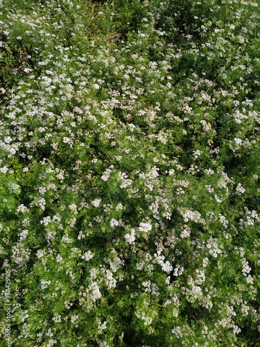 Dhaniya, coriander green natural and wallpaper background. Nepal