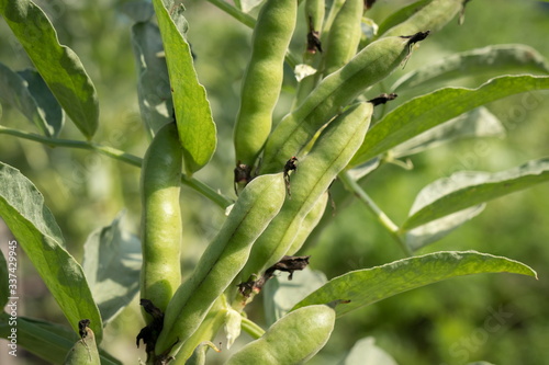 Pods of ripened Russian black beans on a plant stem on a sunny day.
