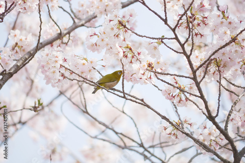 Foto 満開の桜とメジロ