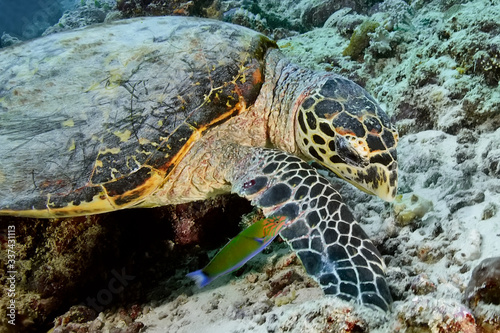 n endangered animal-a beautiful green turtle with large eyes feeds on a coral reef.