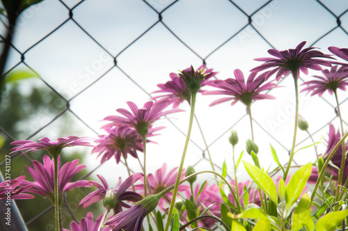 zdjęcie przedstawiające stokrotki i kwiaty rosnące w ogrodzie w górach Hiszpanii  w słońcu wiosną