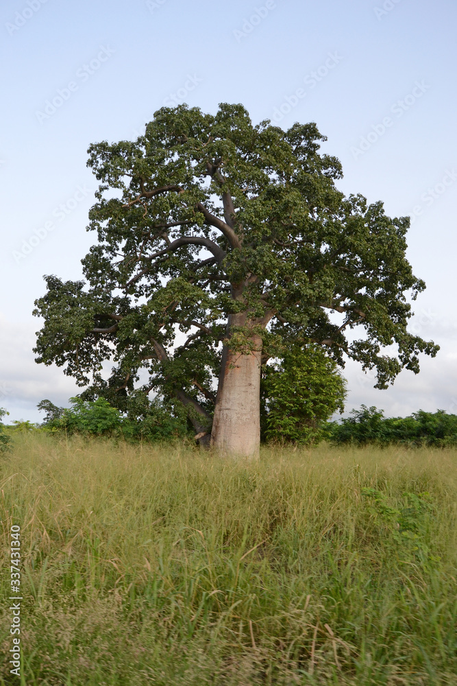 African Tropical Tree, West Africa African Tropical Tree, West Africa