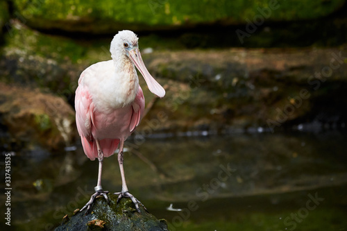 Roseate spoonbill sitting on a rock ( Platalea ajaja ) photo