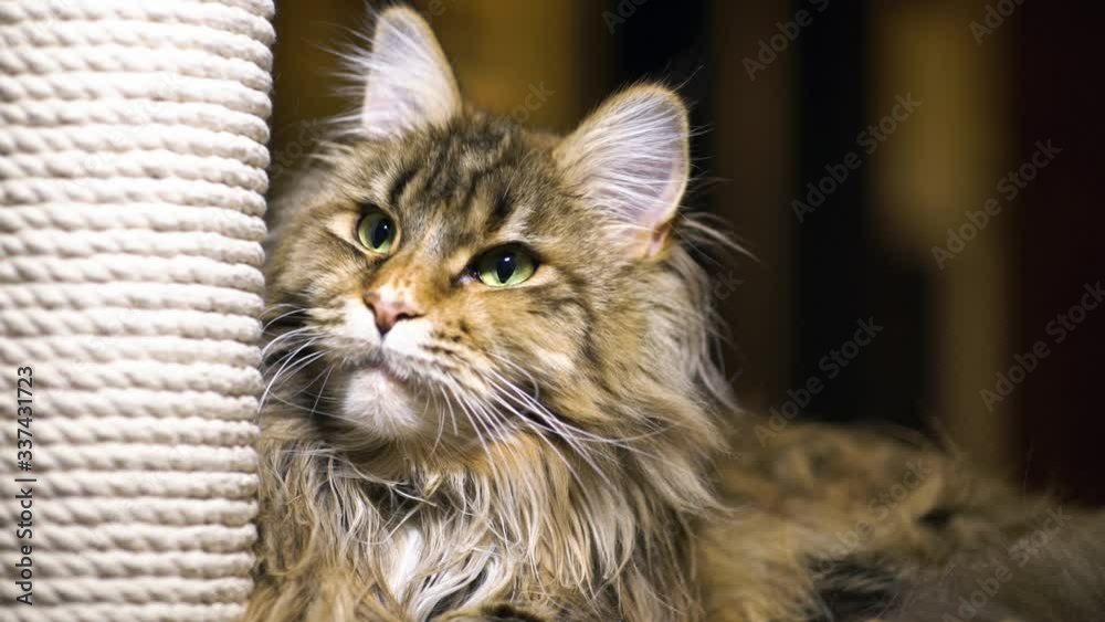 Maine-coon cat close-up, favorite funny pet on a blurry background, pet. Maine-coon cat close-up, favorite funny pet on a blurry background, pet.