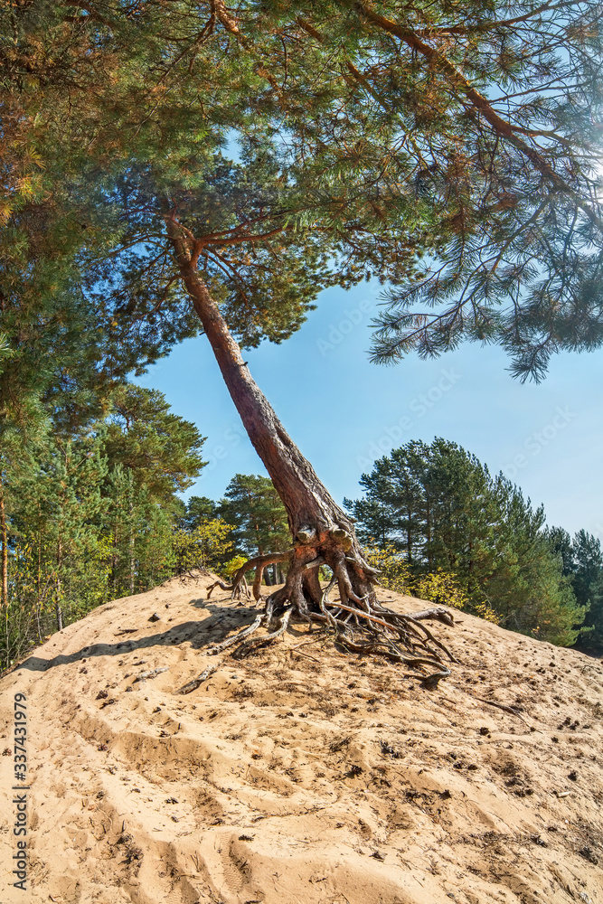 Pine forest in sand dunes.  A wind-bent pine tree clings to the sand with its curiously curved old roots.
