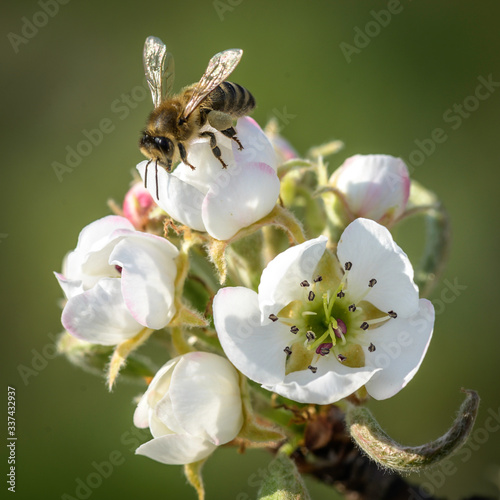 Biene auf Blüte einer Wildkirsche photo