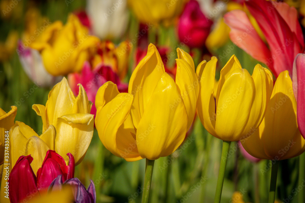 Obraz premium Close up of tulips