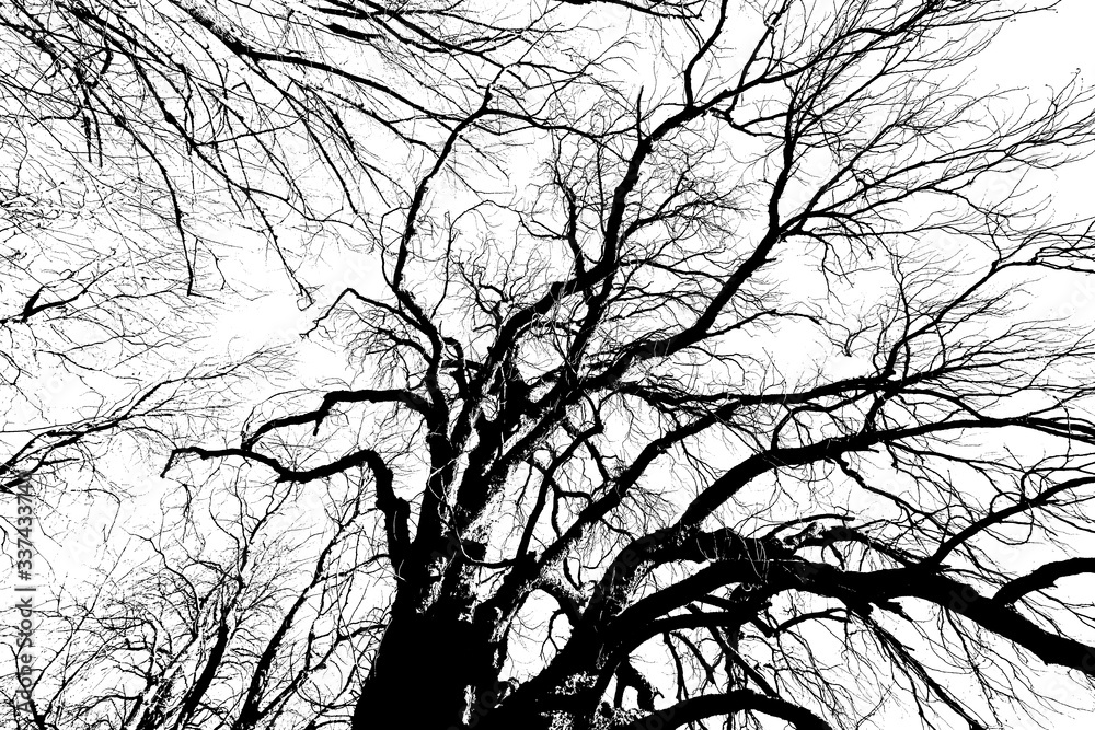 Fototapeta premium Black silhouette of the branches of a large tree on a white background