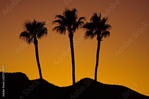 Three palm trees Phoenix Arizona