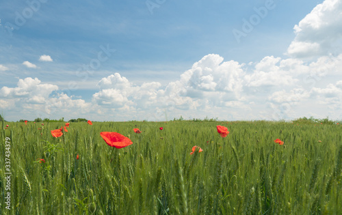 Red poppy blossoms on a poppy field on a sunny summer day