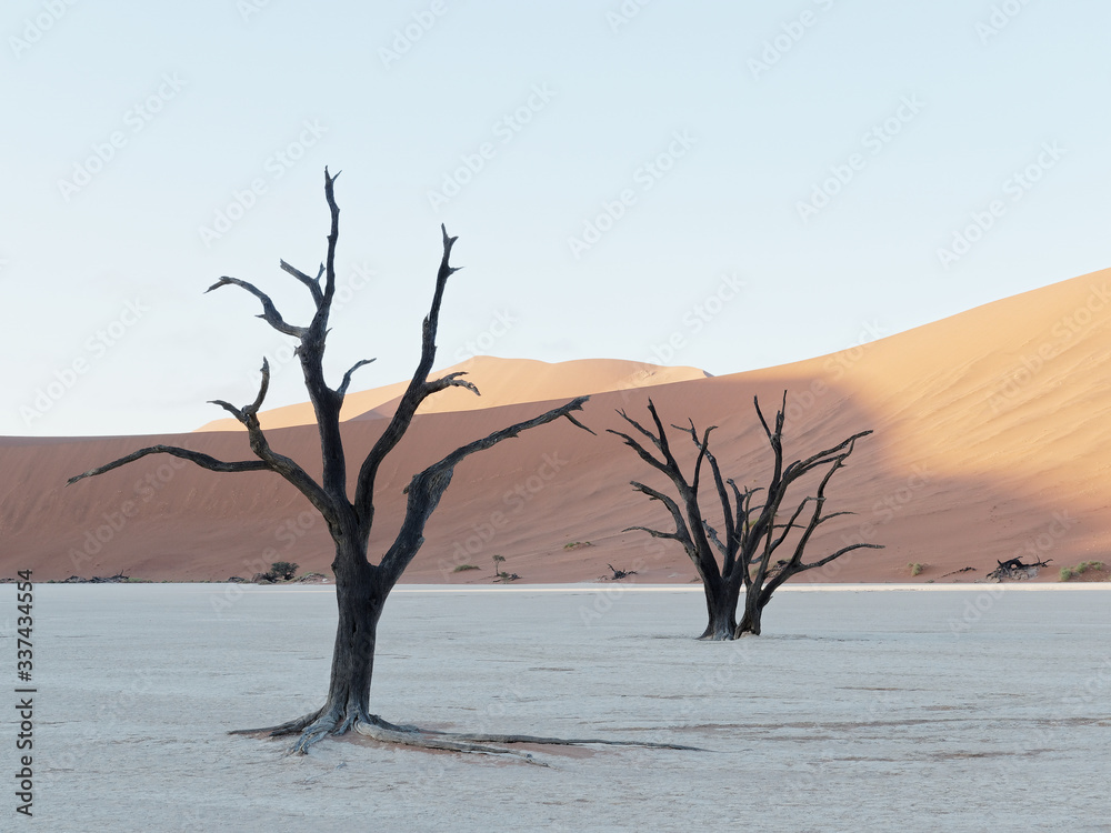 Dead camel thorn trees in Dead Vlei, Namibia