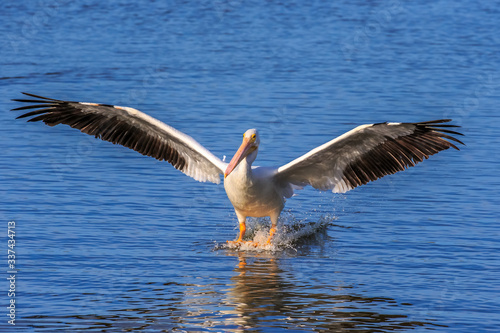 A American white pelican (Pelecanus erythrorhynchos)  a large aquatic soaring bird landing on water in a lake © Jim Schwabel