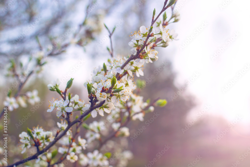Blooming sour cherry (Prunus cerasus) at spring Blooming sour cherry (Prunus cerasus) at spring