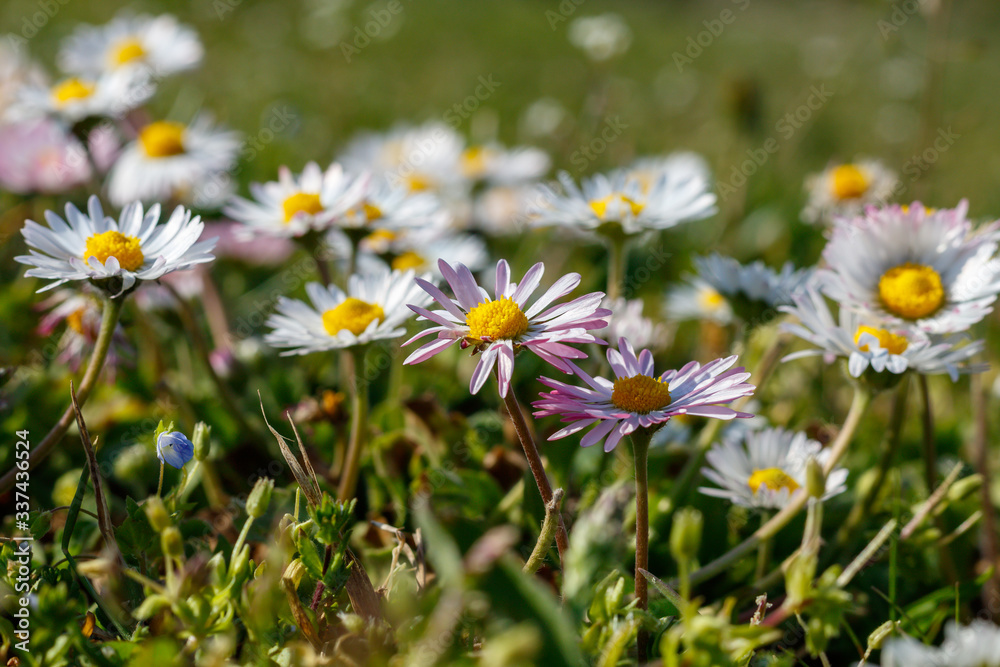 Beautiful Daisies in The Grass. Spring Blossom