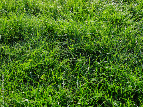 Trawa zielona w ogrodzie