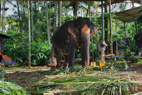 Canvas Print Elephants in Munnar, Kerala, India