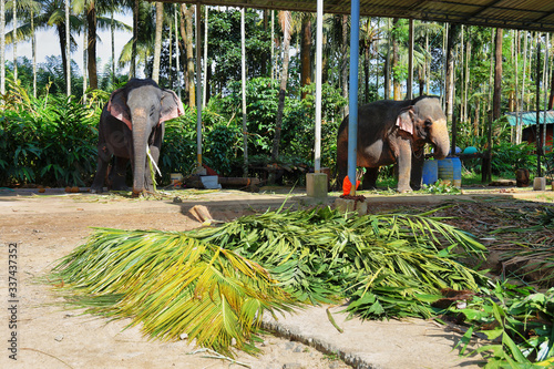 Canvas Print Elephants in Munnar, Kerala, India