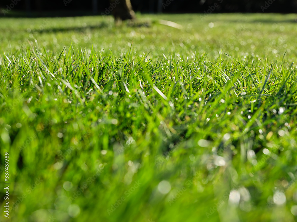 Obraz premium Trawa zielona w ogrodzie