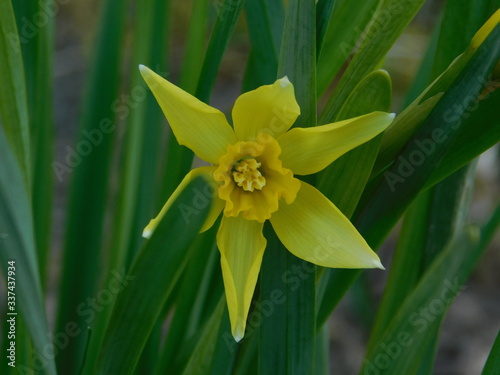 Fototapeta Naklejka Na Ścianę i Meble -  Yellow daffodil 