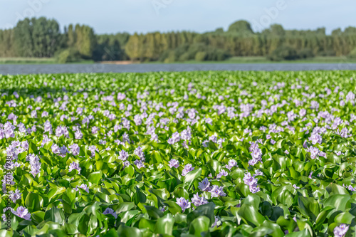 View of a common green water hyacinths on the lake bank