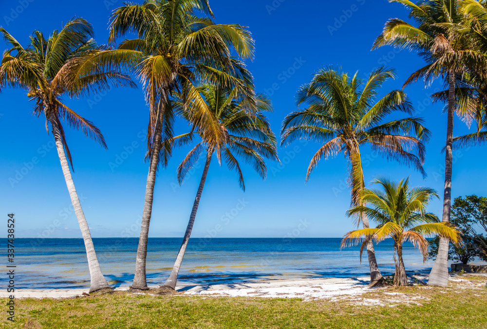 Palm trees on Gulf of Mexico in Bokeelia on Pine Island Florida