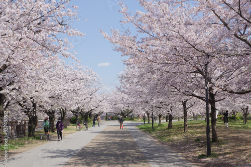桜につつまれた散歩道 © komta