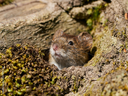 Bank vole (Myodes glareolus) photo