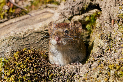 Obraz na plátně Bank vole (Myodes glareolus)
