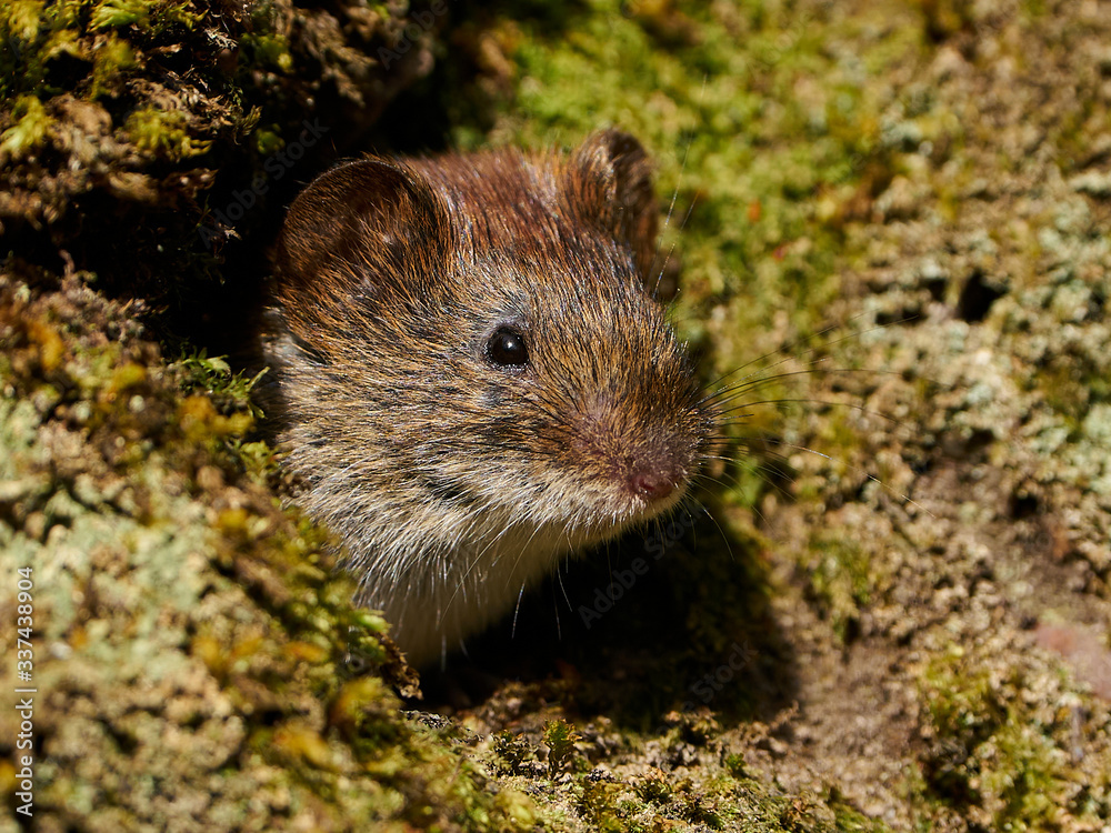 Bank vole (Myodes glareolus) Bank vole (Myodes glareolus)
