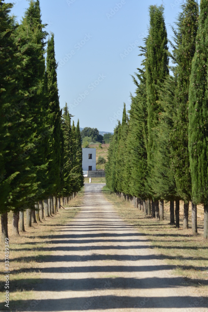 Obraz premium path in the park