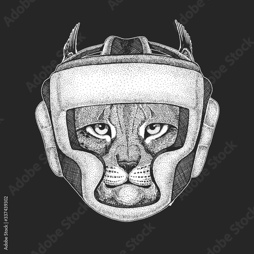 Lynx, bobcat, trot portrait. oxing helmet. Boxer. Head of wild cat. Animal face.