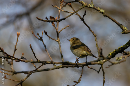 Common Chiffchaff perched on branch
