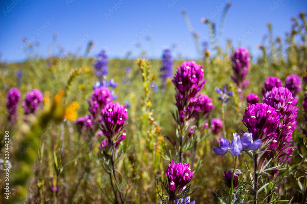 Lupin field Lupin field