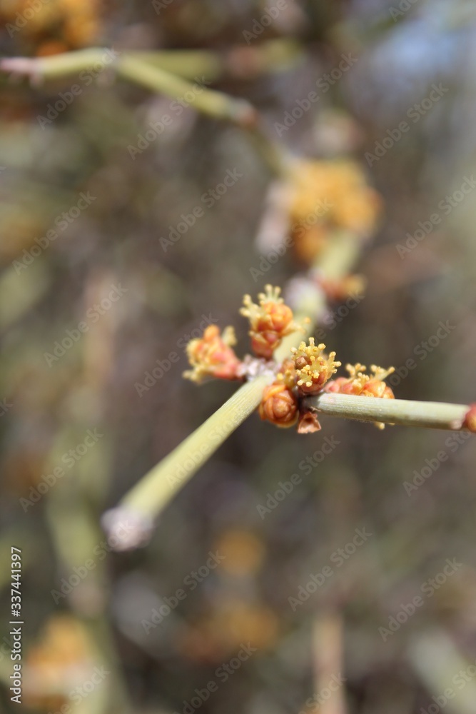 Cones of California Jointfir, Ephedra Californica, native plant in the Southern Mojave Desert section of Joshua Tree National Park. Cones of California Jointfir, Ephedra Californica, native plant in the Southern Mojave Desert section of Joshua Tree National Park.