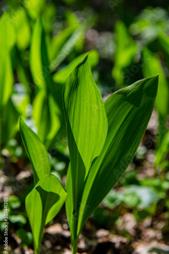 Green young foliage of lilies of the valley in deciduous forest. Spring season, May.