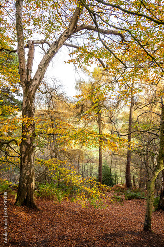 autumn scene in the woods © Peter Robinson