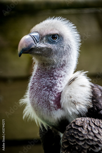 head shot of a young vulture