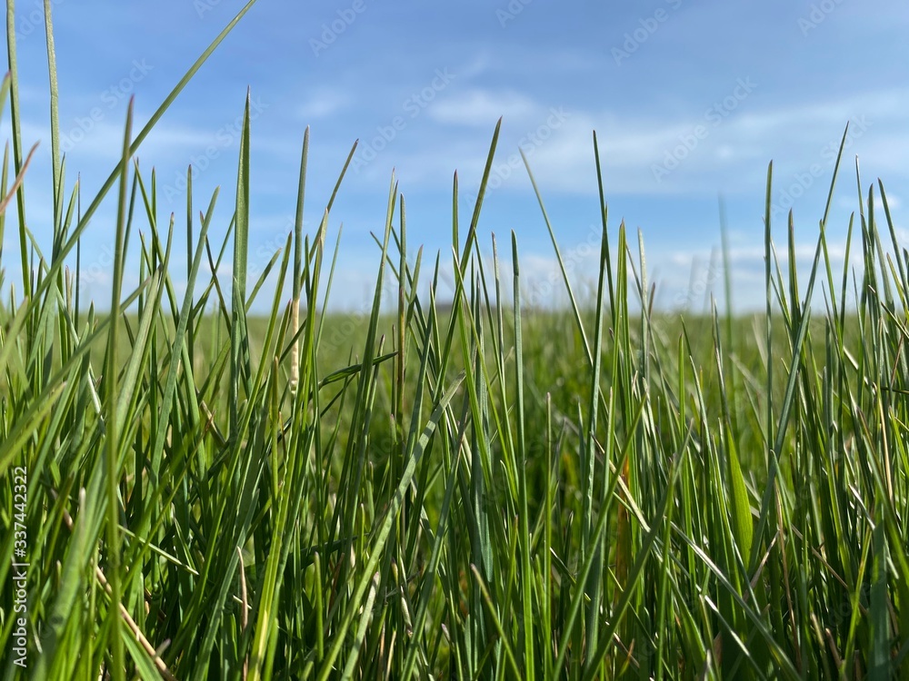 Hintergrund geteilt in grünes Gras und blauen Himmel 