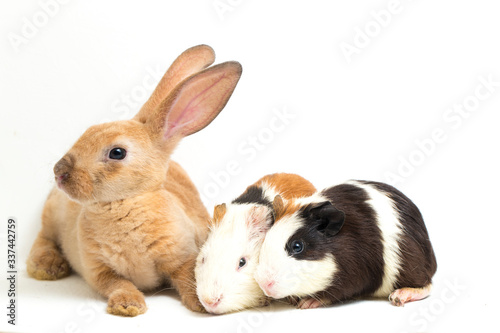 Cute little rex Orange rabbit and guinea pig isolated on white background photo