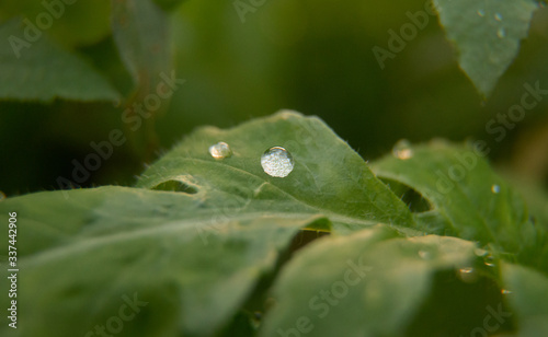 dew on a leaf
