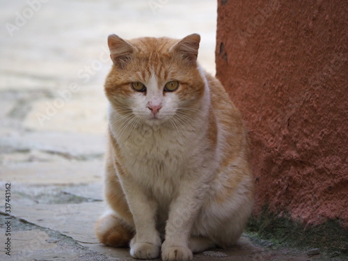 lindo gatito de color blanco y marron sentado en la calle, camarasa, lerida, españa photo